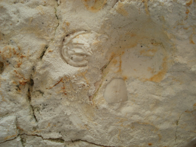 Echinoids in chalk.JPG