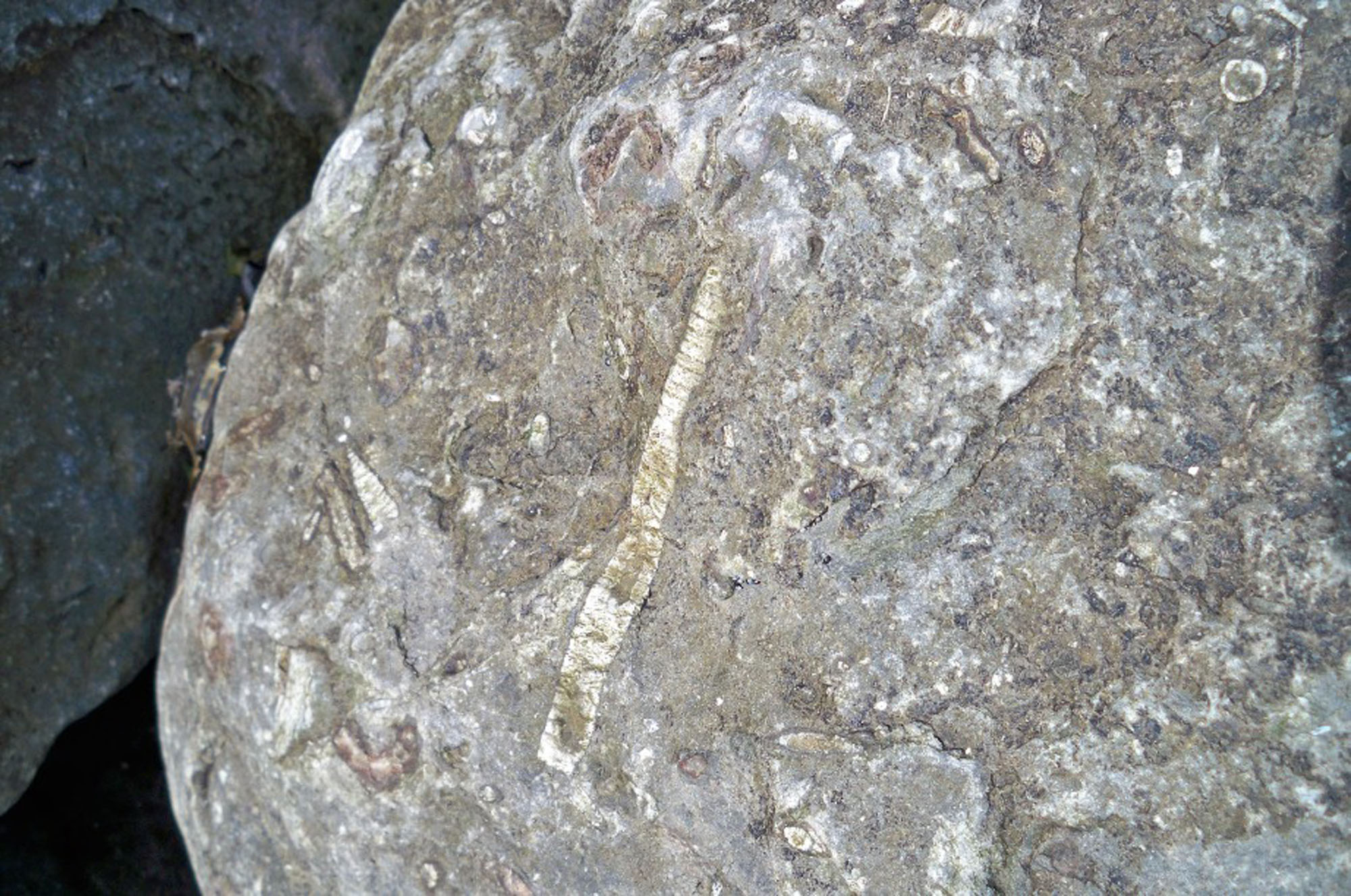 Crinoid stem in limestone