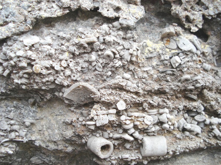 Excellent crinoid fossils 2