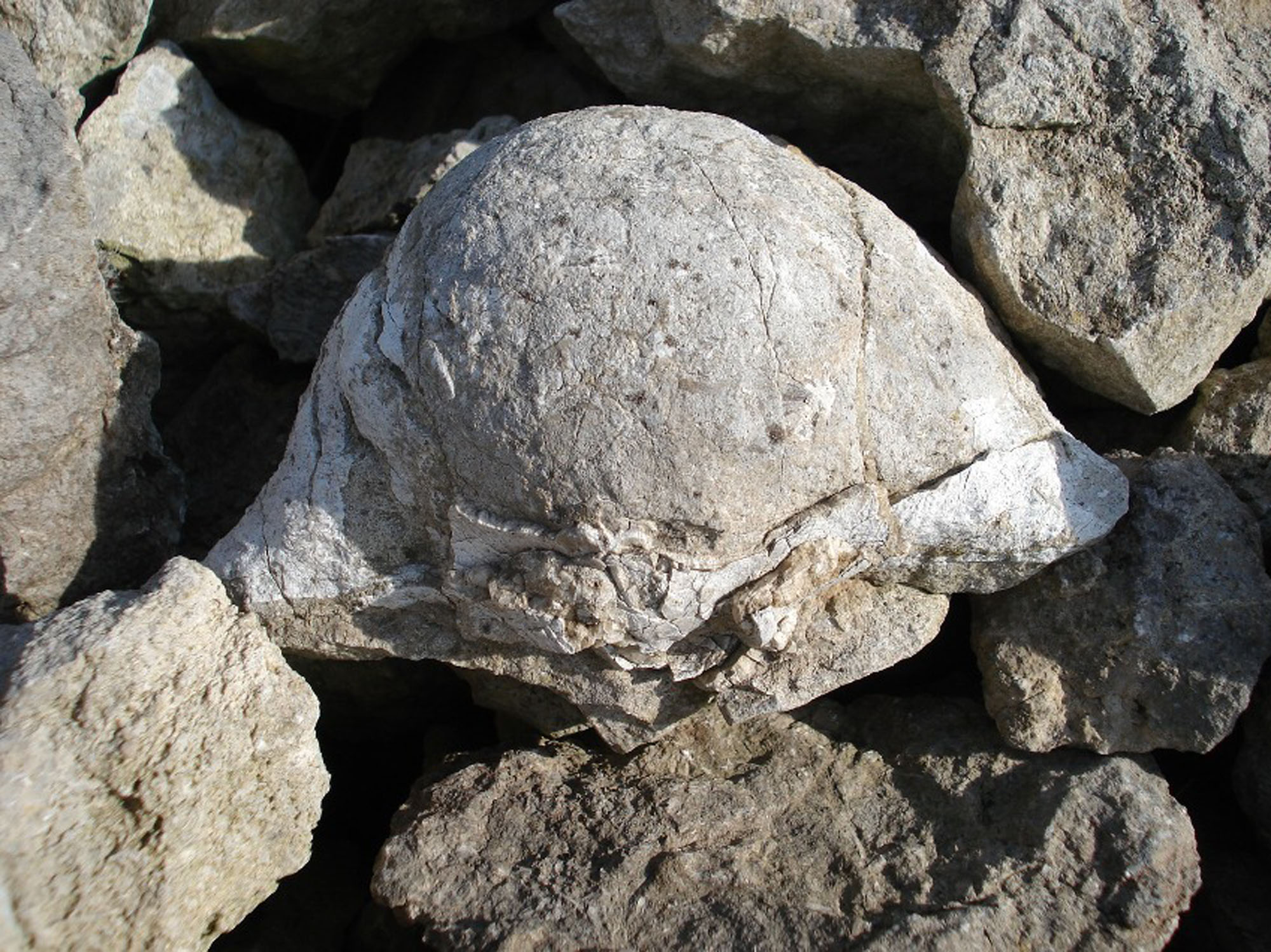 Large brachiopod from the limestone outcrop (2)