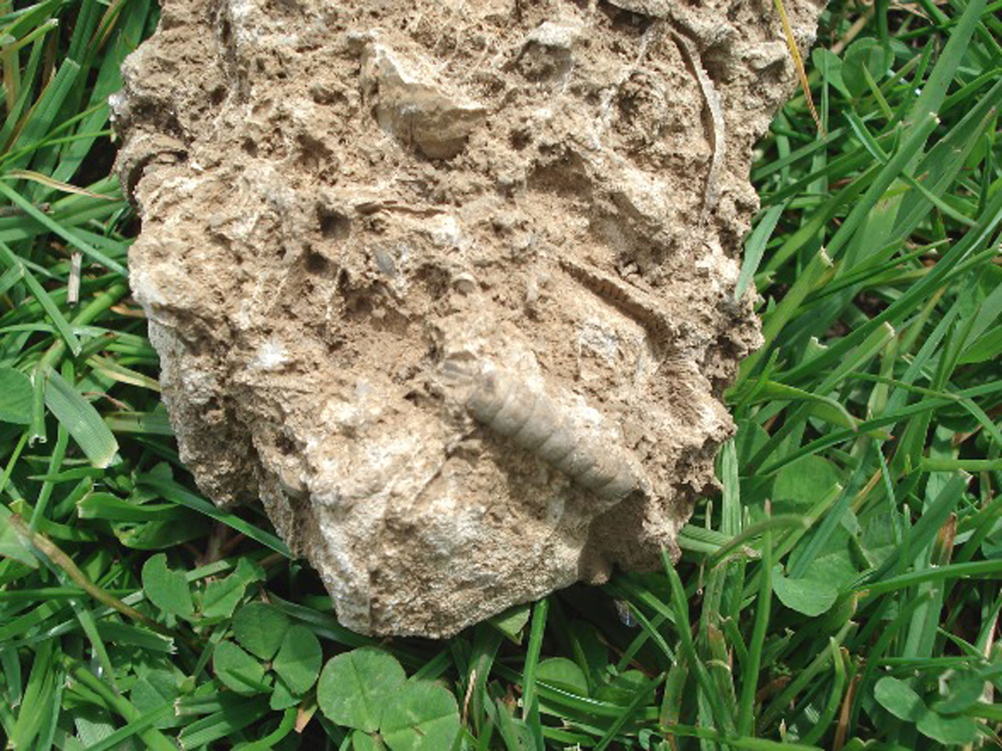 Limestone with crinoid stem