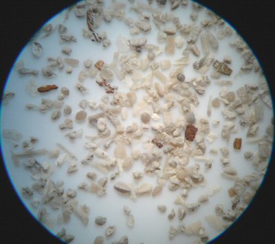 microfossils3